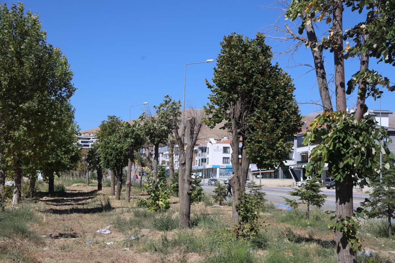 Konya’da tramvay çalışması nedeniyle kaldırılan ağaçların akıbeti belli oldu 4